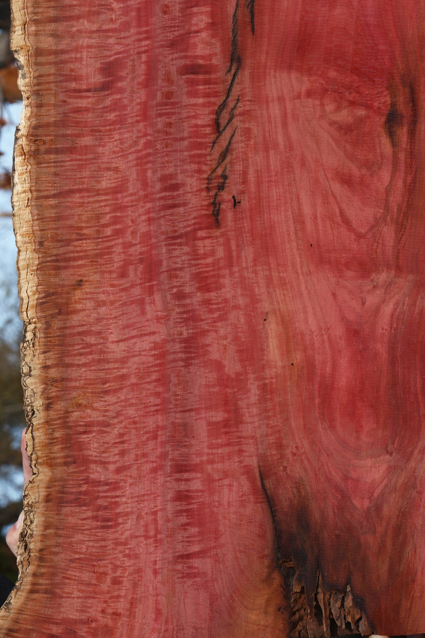 Extra Fancy Pink Ivory Live Edge Micro Lumber