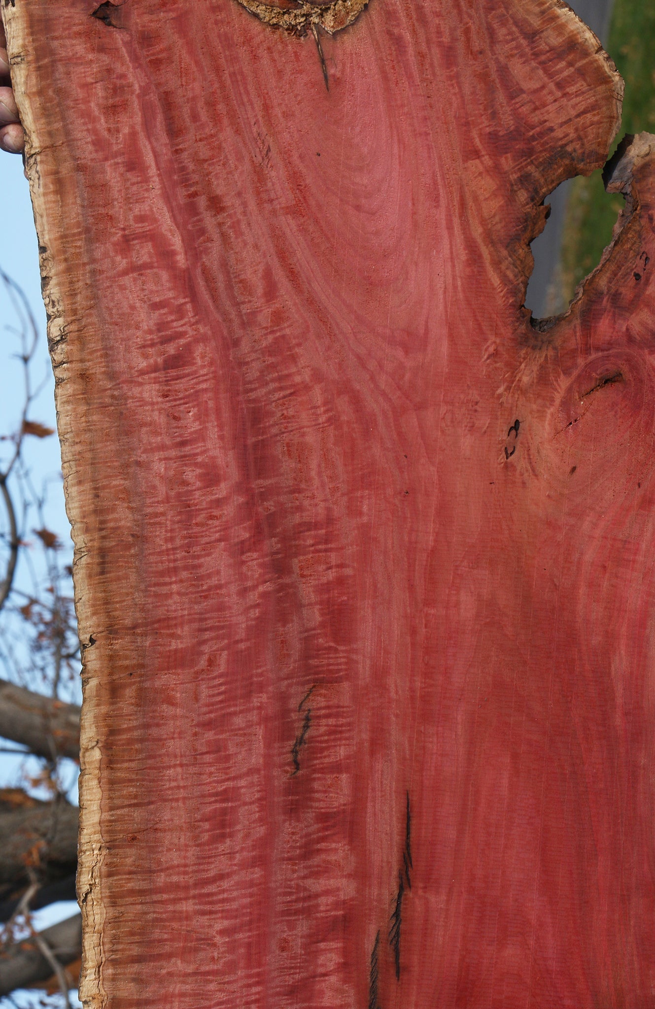 Extra Fancy Pink Ivory Live Edge Micro Lumber