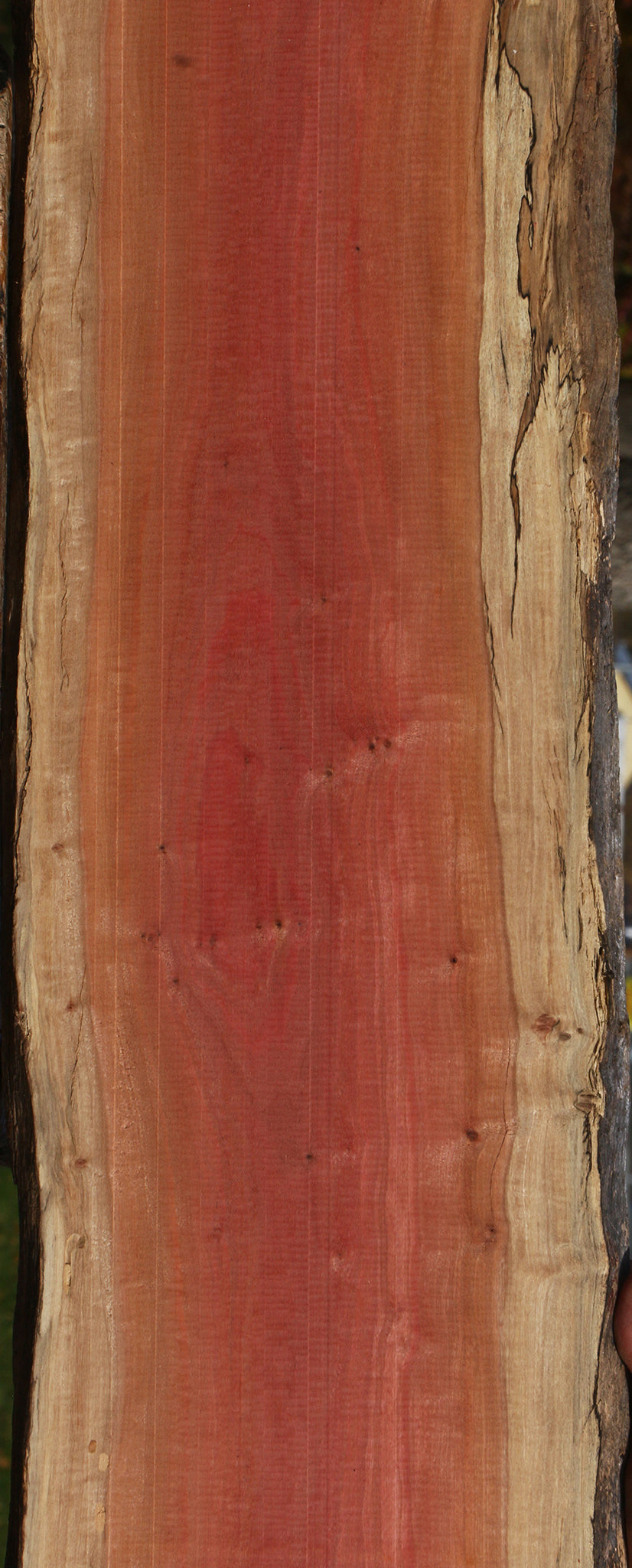 Figured Pink Ivory Live Edge Micro Lumber