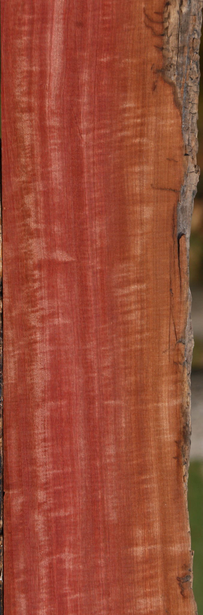 Extra Fancy Pink Ivory Live Edge Lumber