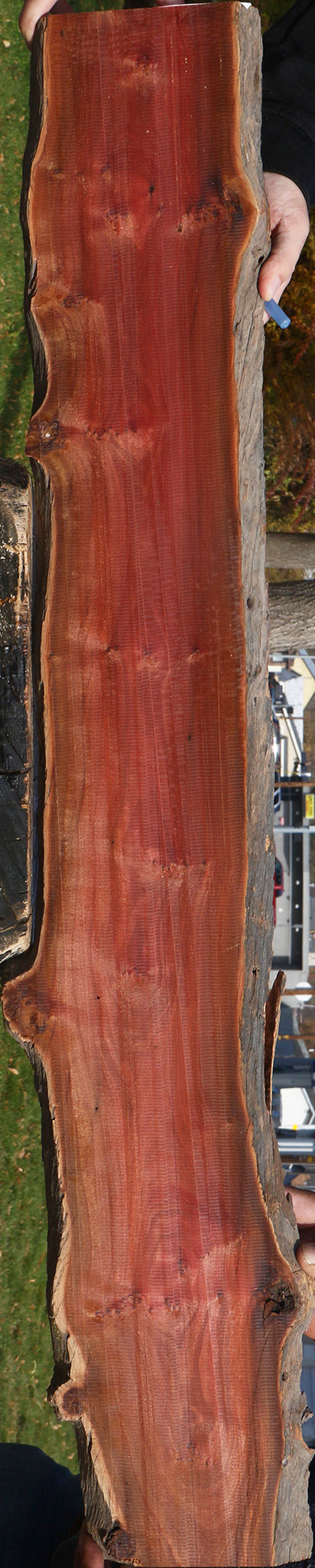 Figured Pink Ivory Live Edge Lumber