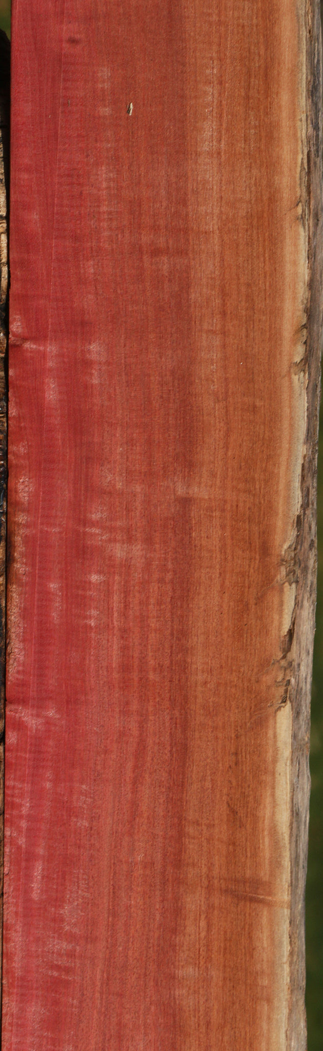 Extra Fancy Quartersawn Pink Ivory Live Edge Lumber