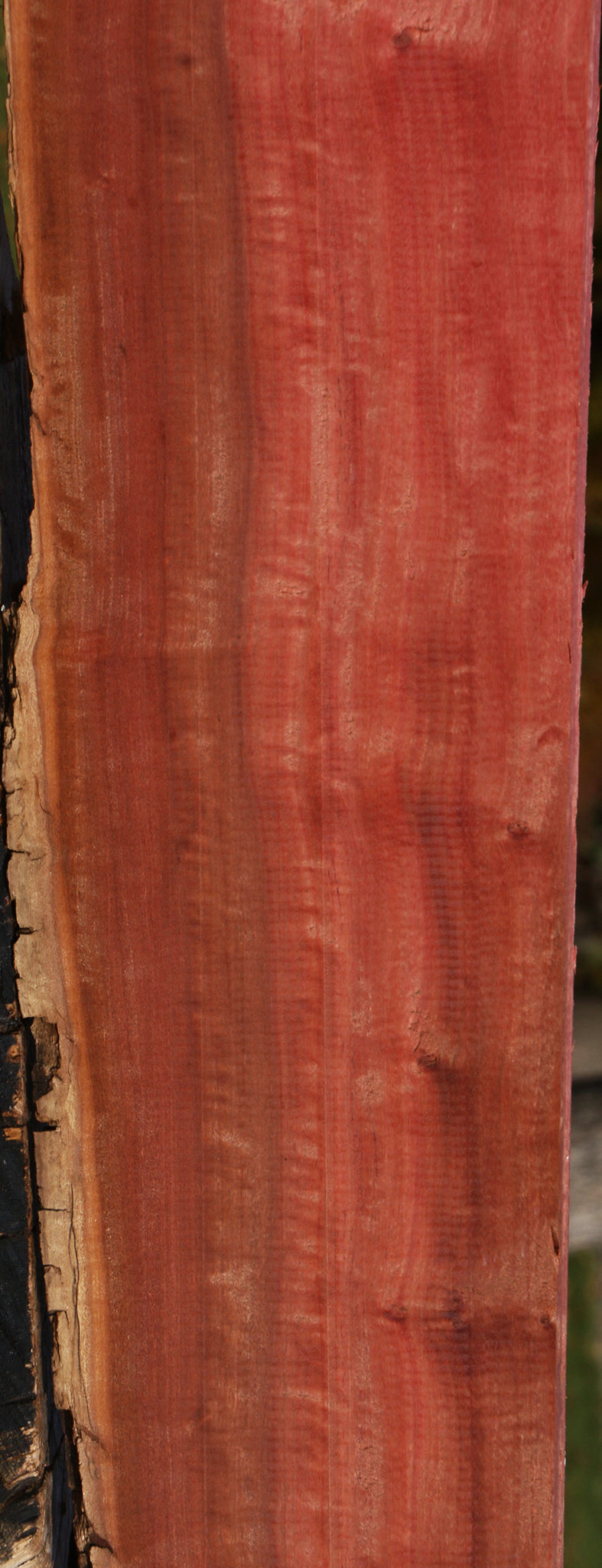 Extra Fancy Pink Ivory Live Edge Lumber
