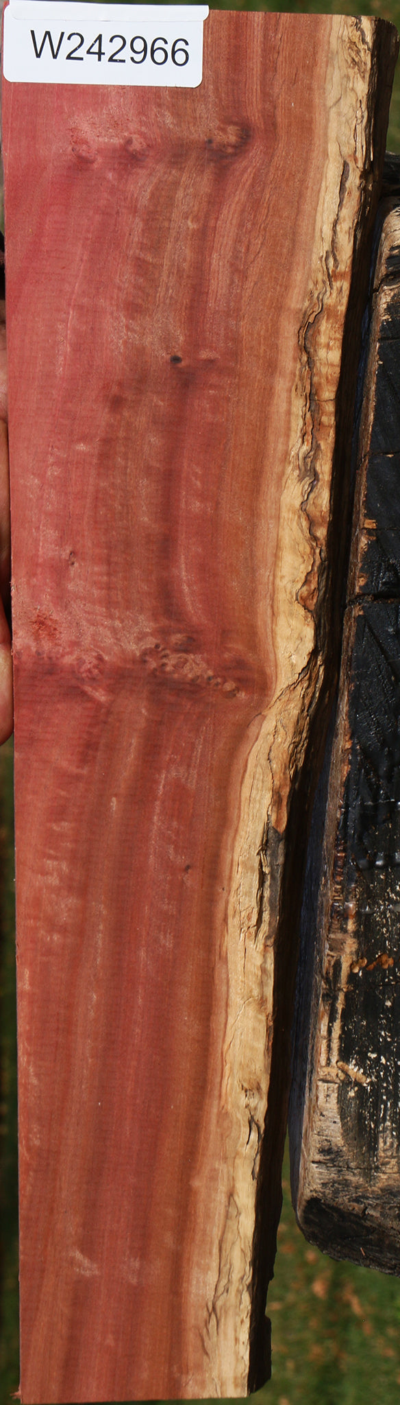 Figured Pink Ivory Live Edge Lumber