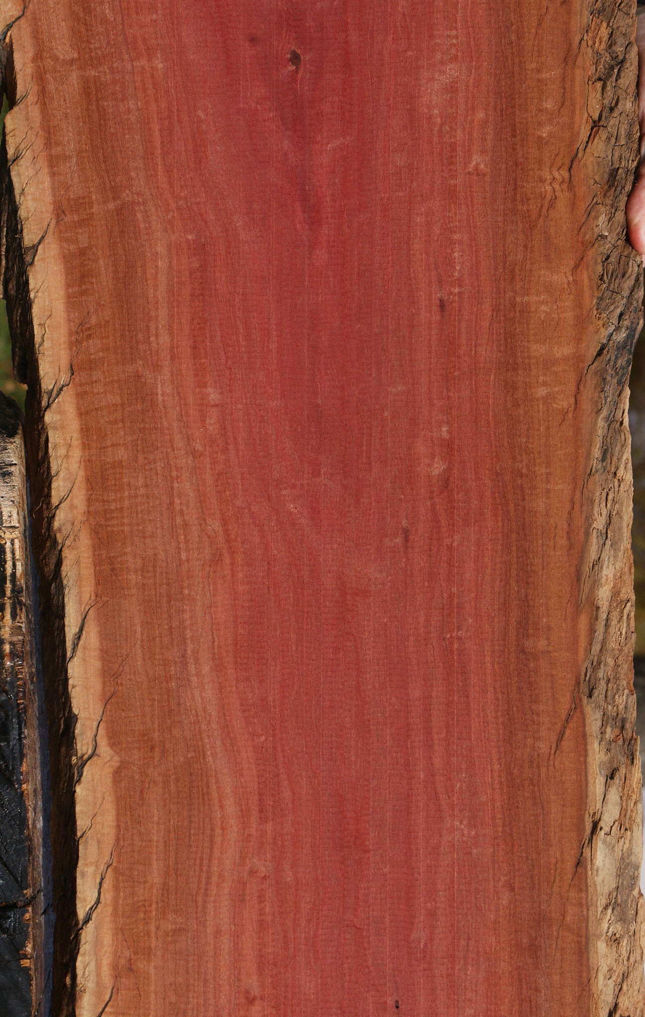 Extra Fancy Pink Ivory Live Edge Lumber