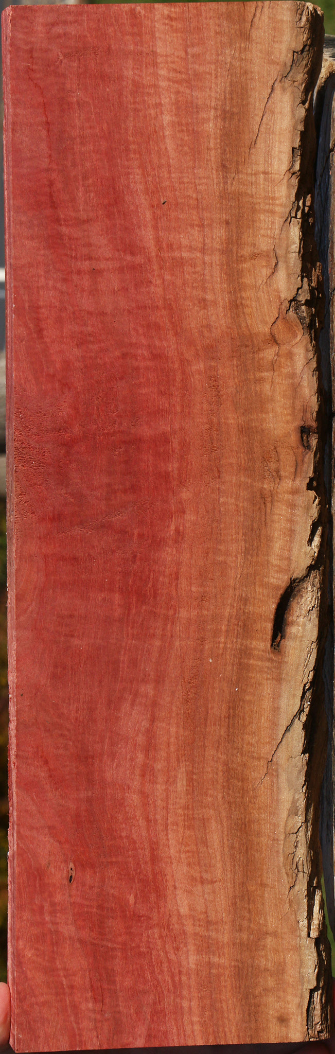 Extra Fancy Pink Ivory Live Edge Lumber