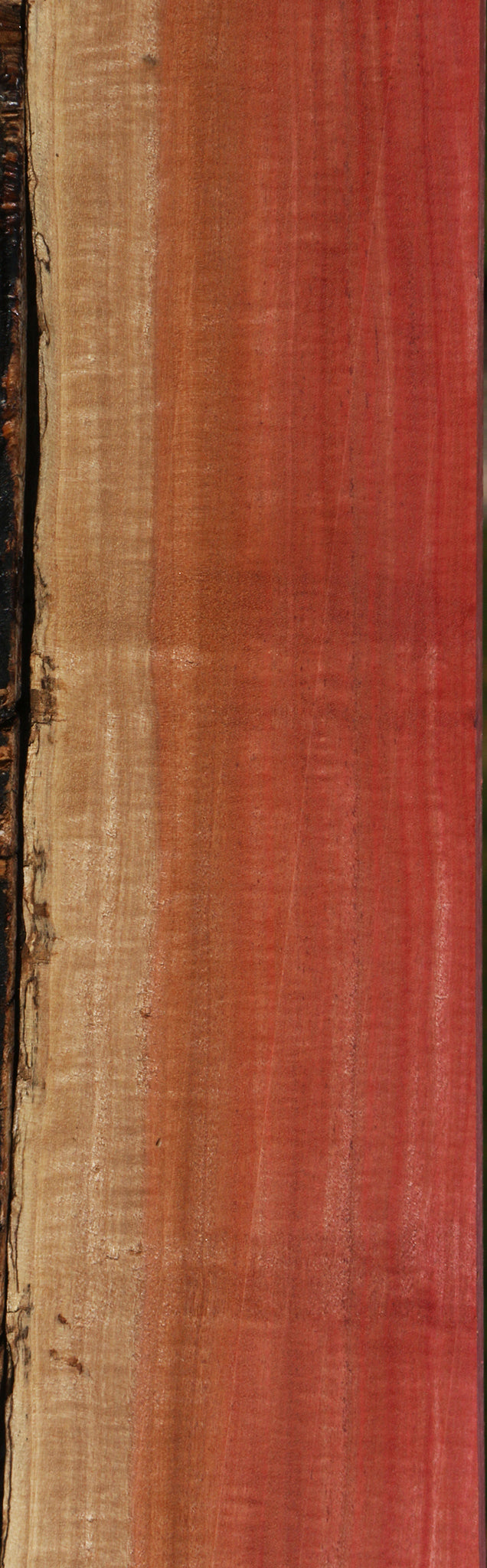 Extra Fancy Pink Ivory Live Edge Lumber