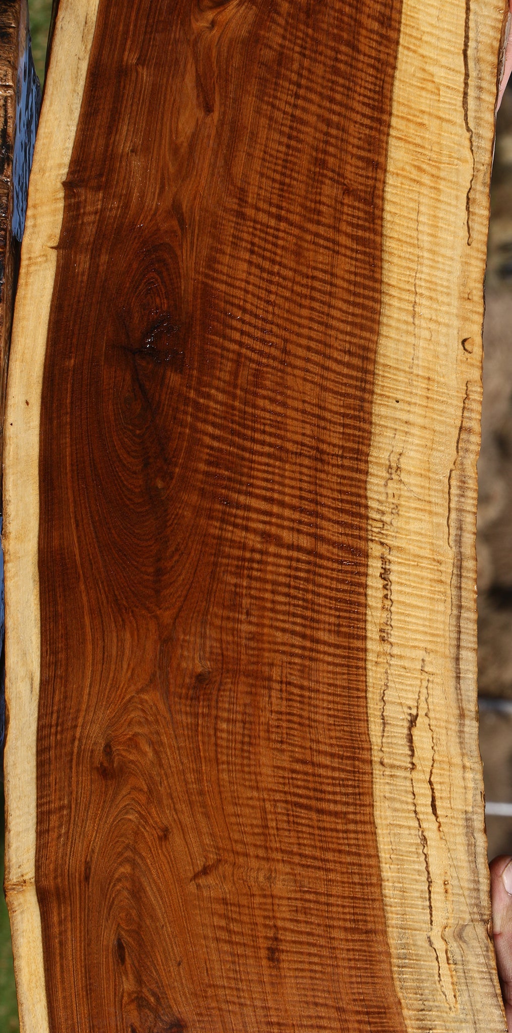 Exhibition Tamboti Live Edge Lumber