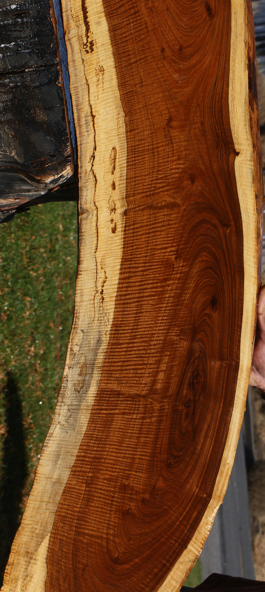 Exhibition Tamboti Live Edge Lumber