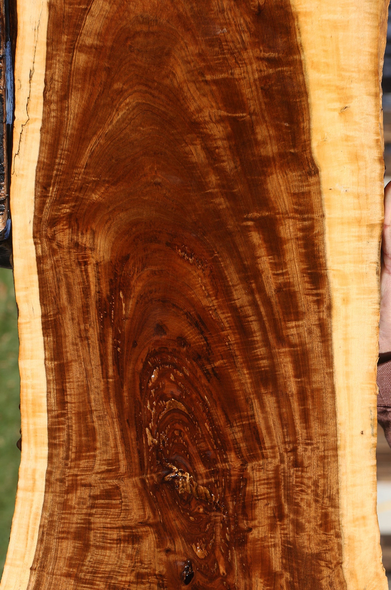 Extra Fancy Tamboti Live Edge Lumber