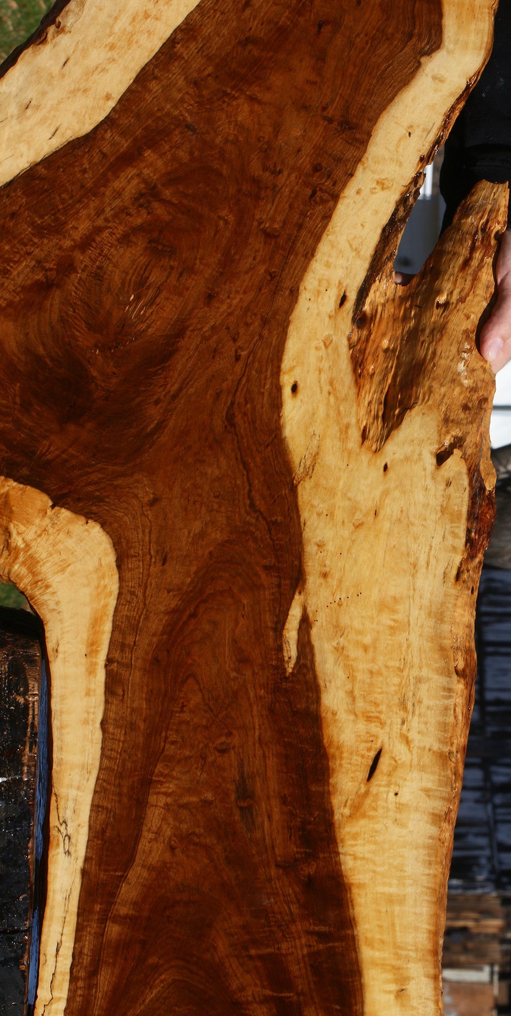 Extra Fancy Tamboti Live Edge Lumber