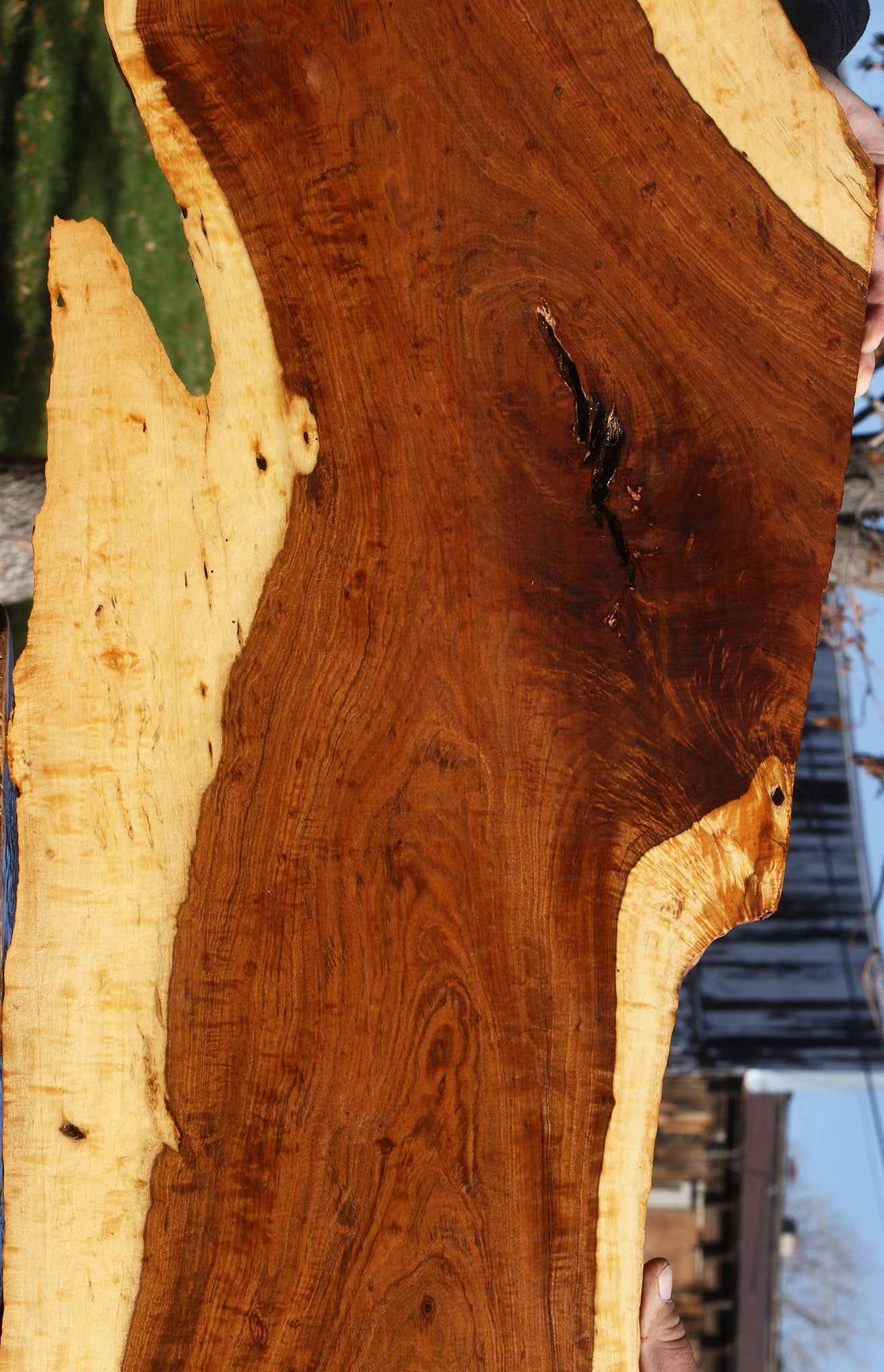 Extra Fancy Tamboti Live Edge Lumber