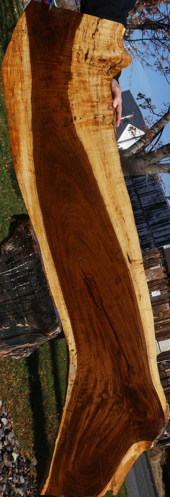 Extra Fancy Tamboti Live Edge Lumber