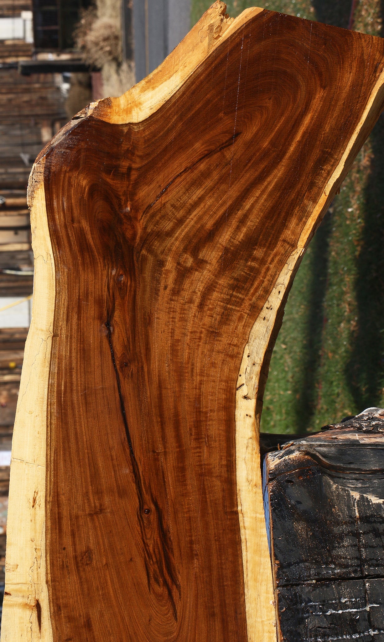 Extra Fancy Tamboti Live Edge Lumber