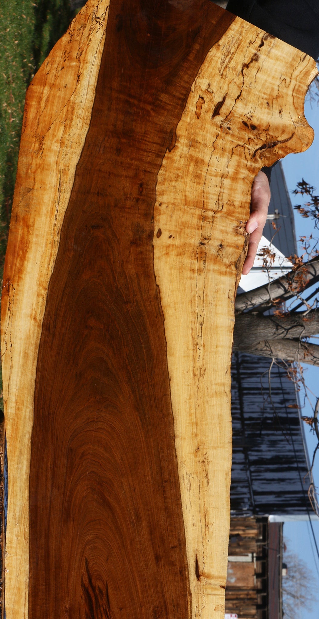 Extra Fancy Tamboti Live Edge Lumber