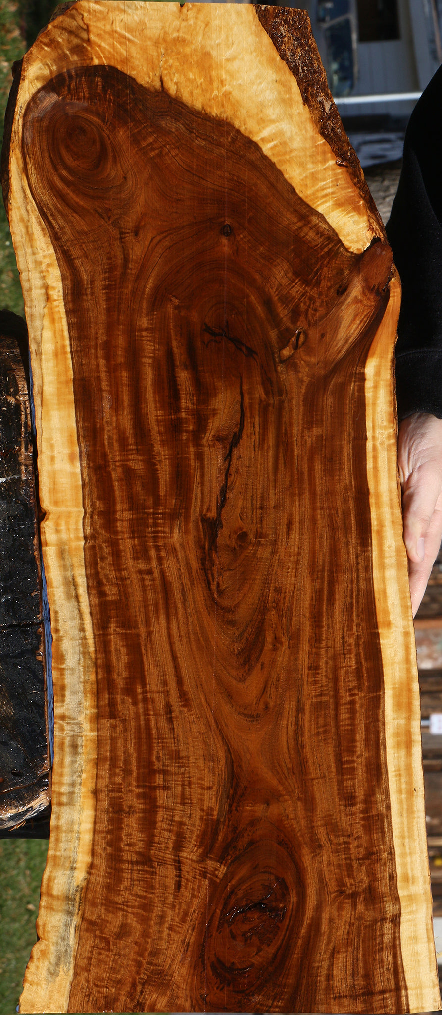 Extra Fancy Tamboti Live Edge Lumber