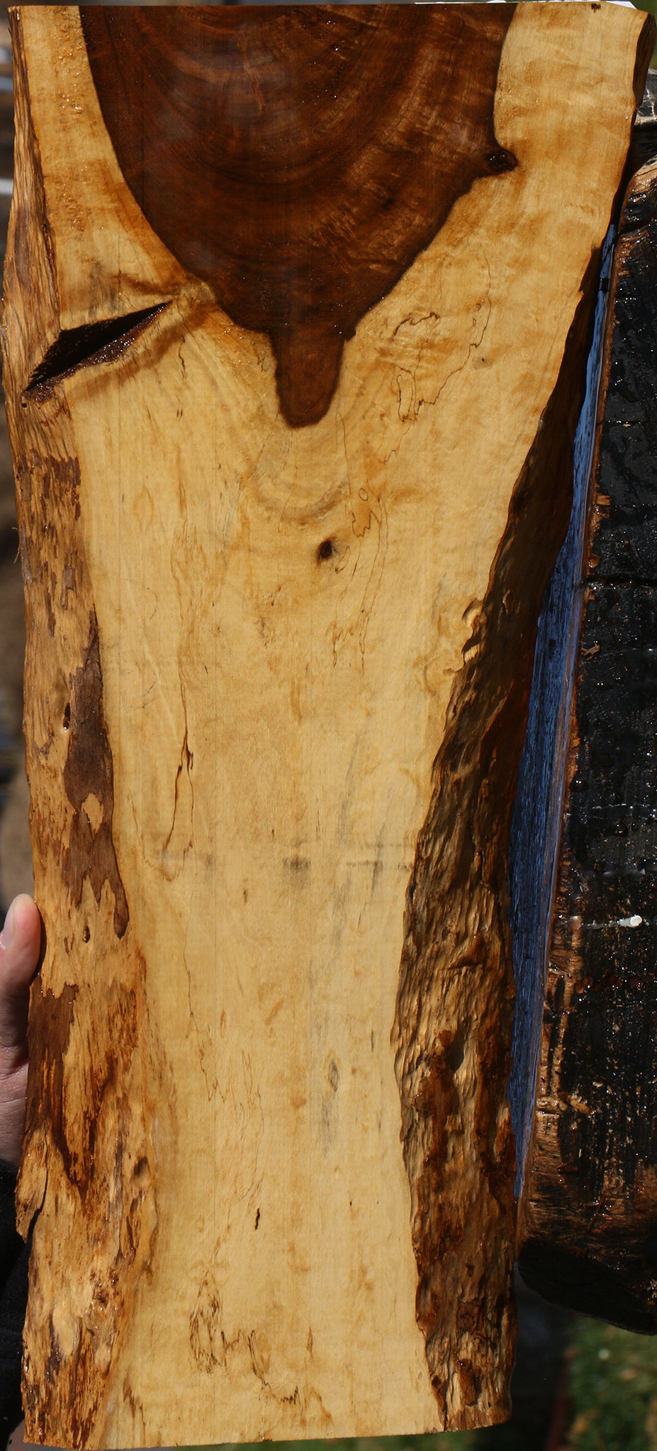 Figured Tamboti Live Edge Lumber