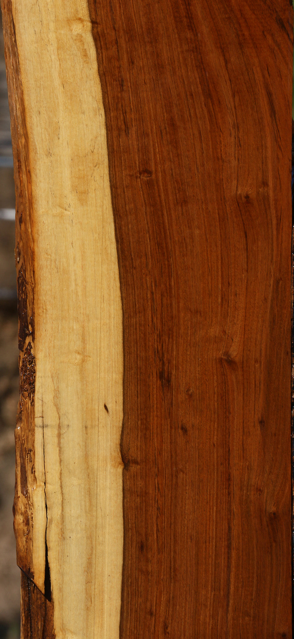 Figured Tamboti Live Edge Lumber