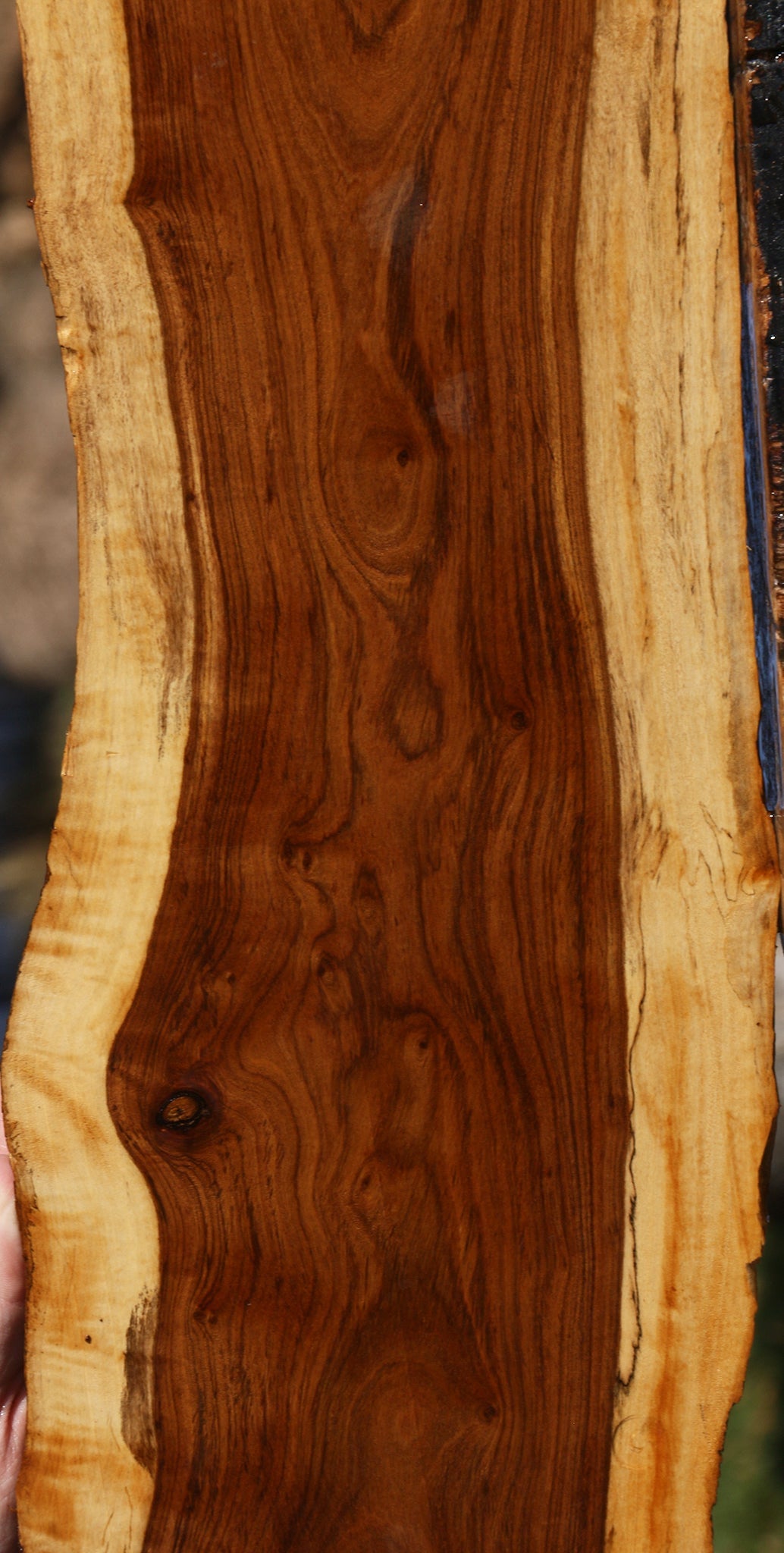 Figured Tamboti Live Edge Lumber