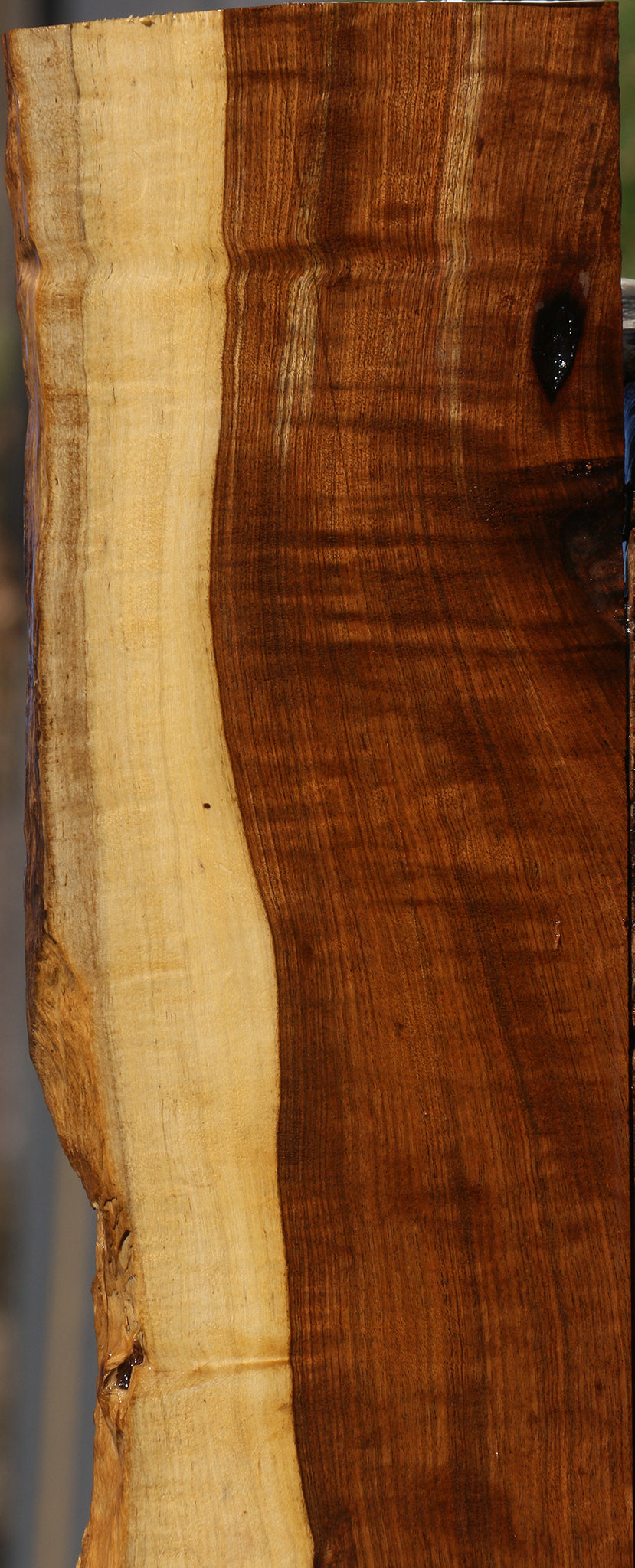 Extra Fancy Tamboti Live Edge Lumber