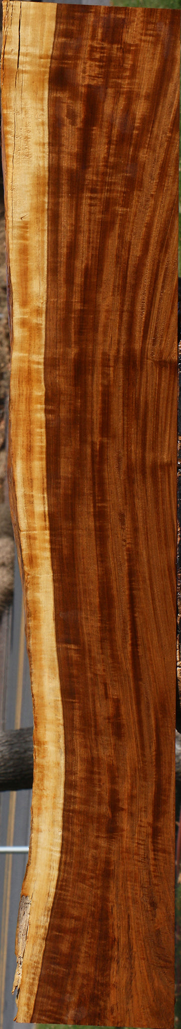 Extra Fancy Tamboti Live Edge Lumber