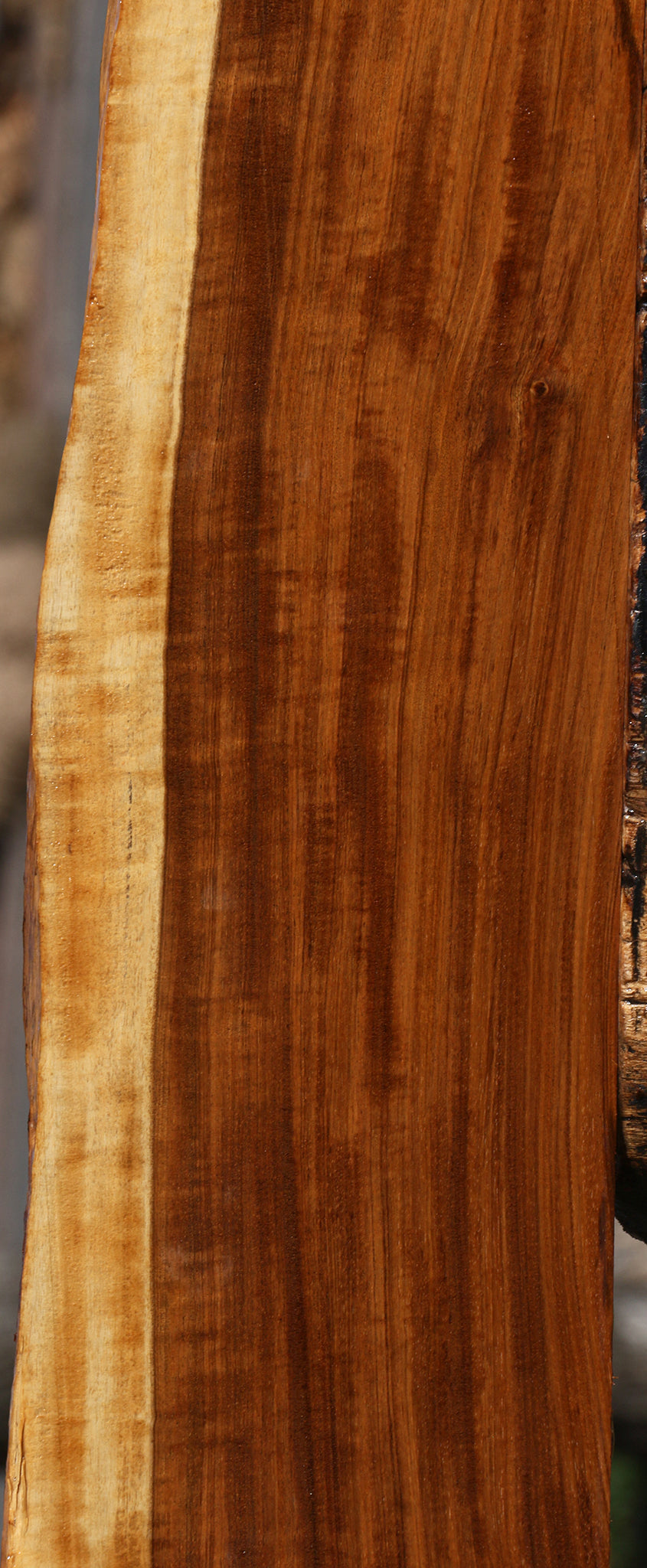 Extra Fancy Tamboti Live Edge Lumber