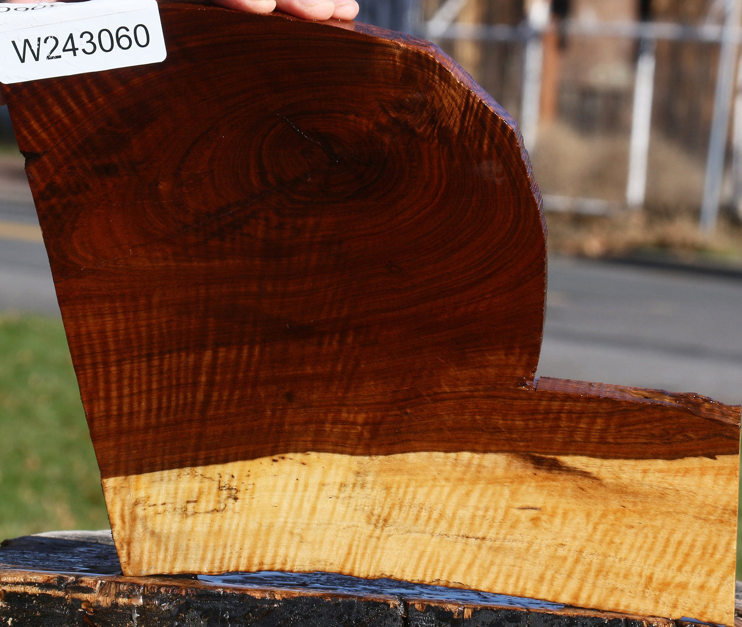 Extra Fancy Tamboti Live Edge Lumber