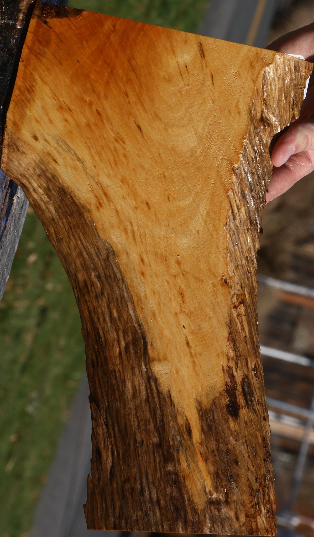 Tamboti Live Edge Lumber