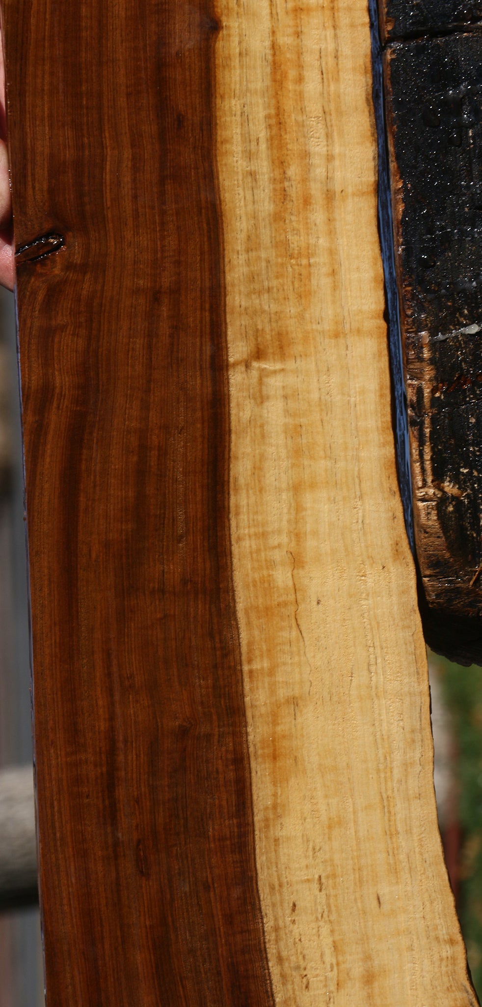 Extra Fancy Tamboti Live Edge Lumber