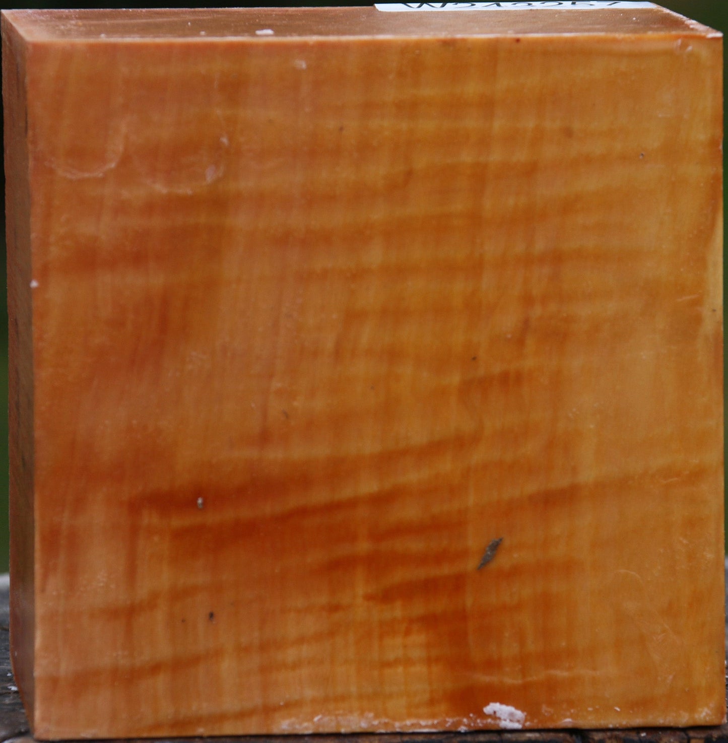 Extra Fancy Swiss Pear Bowl Blank