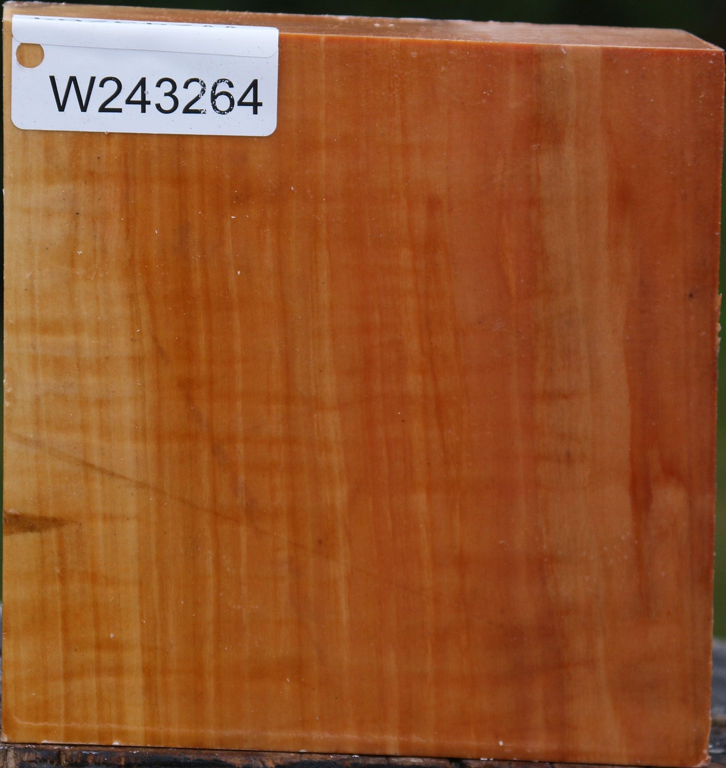 Extra Fancy Swiss Pear Bowl Blank