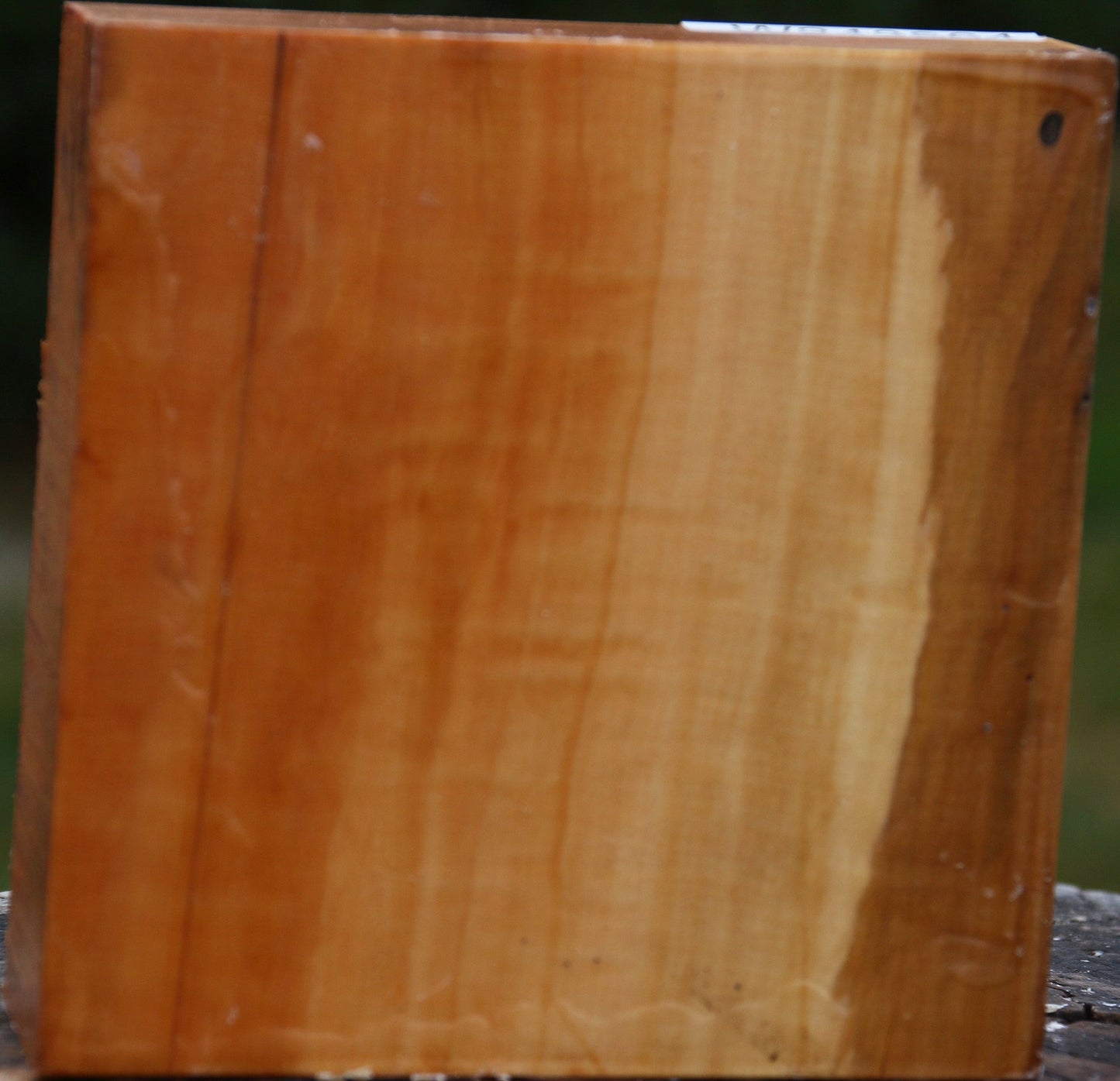 Extra Fancy Swiss Pear Bowl Blank