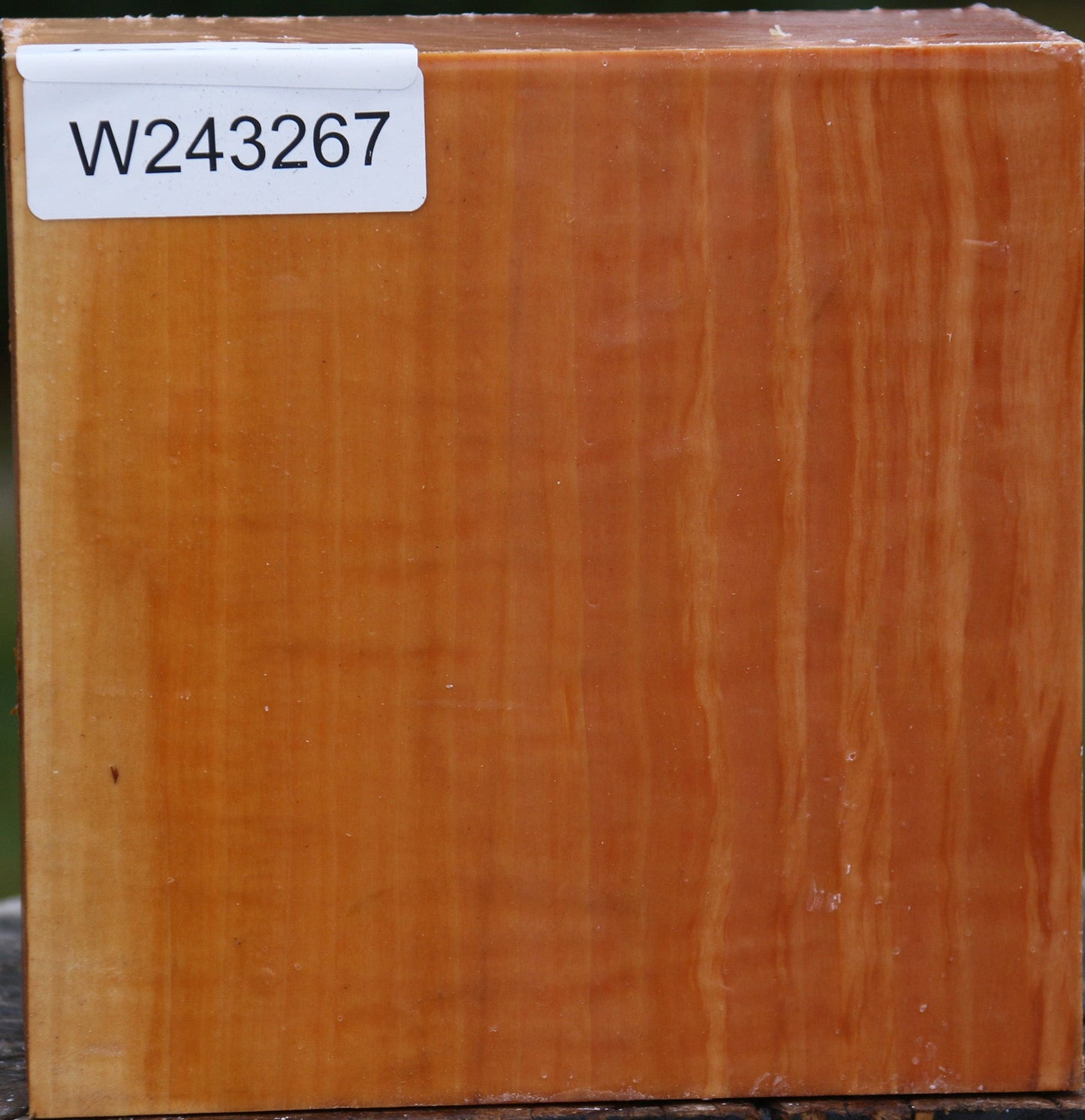 Figured Swiss Pear Bowl Blank