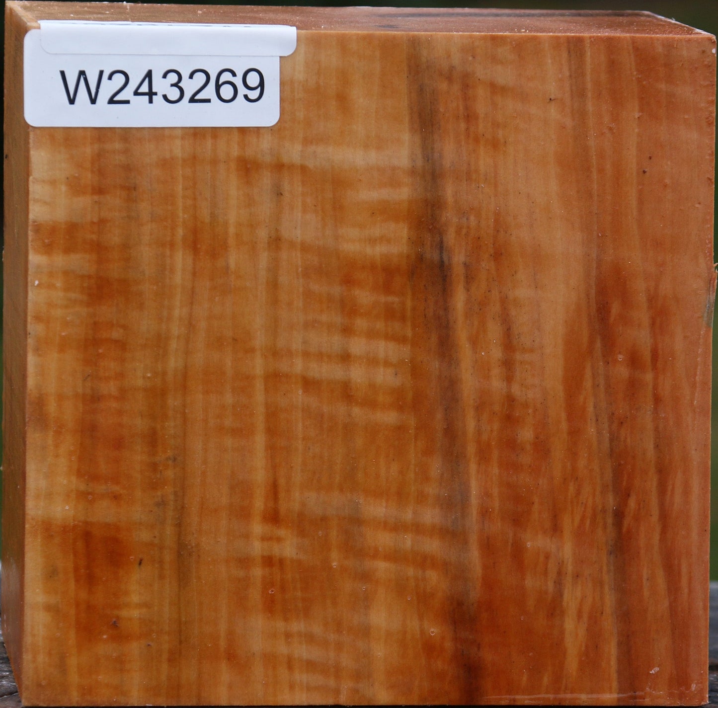 Extra Fancy Swiss Pear Bowl Blank