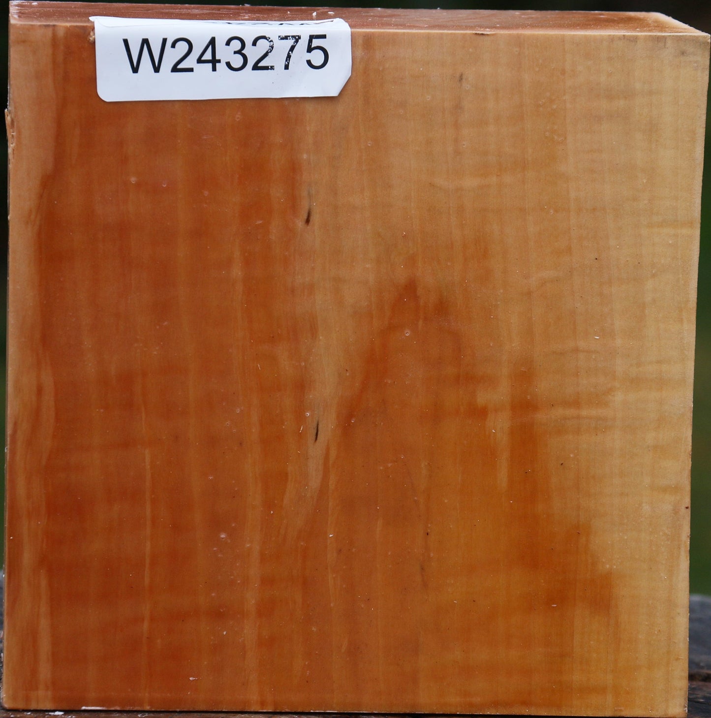 Figured Swiss Pear Bowl Blank