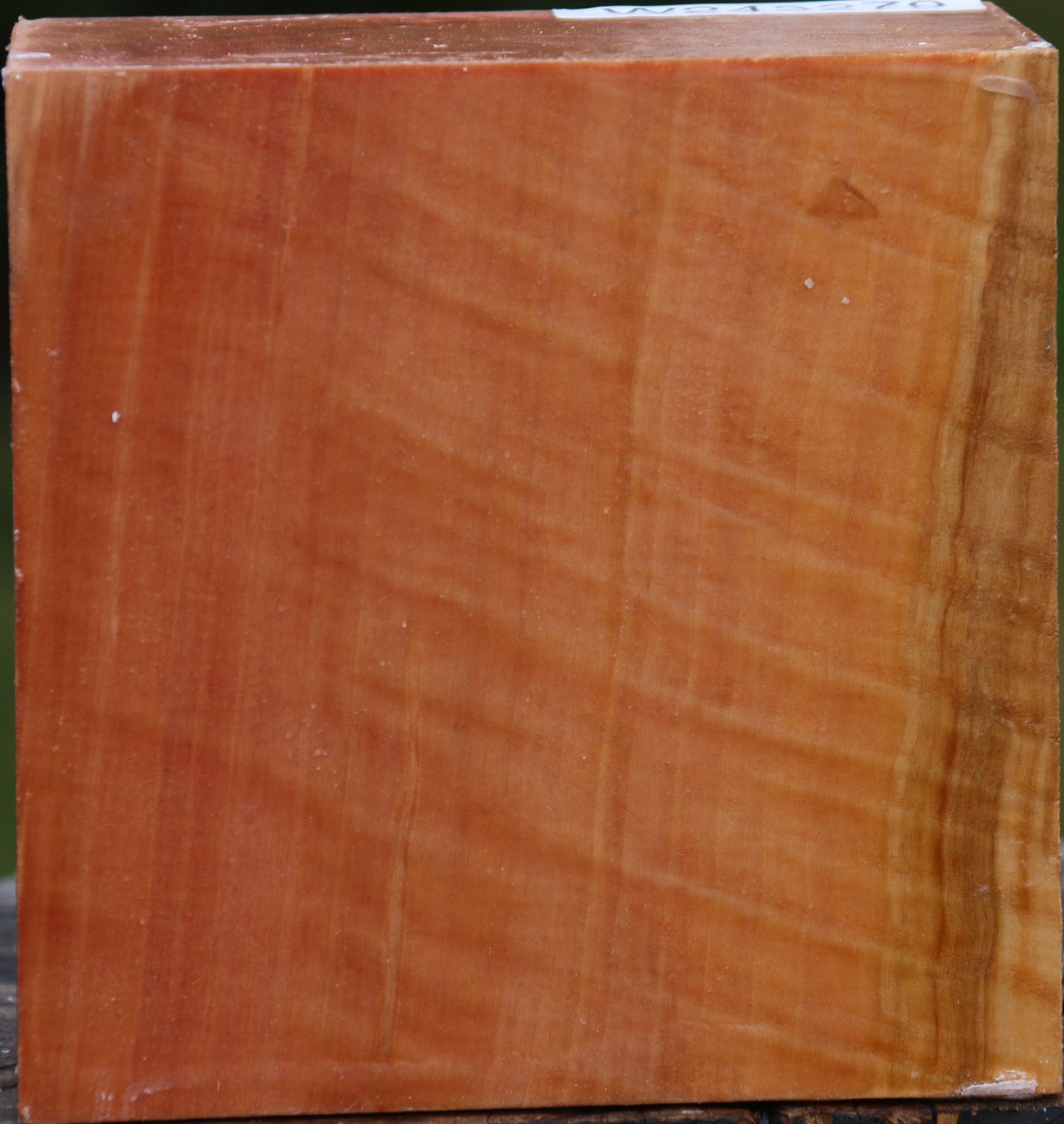 Extra Fancy Swiss Pear Bowl Blank