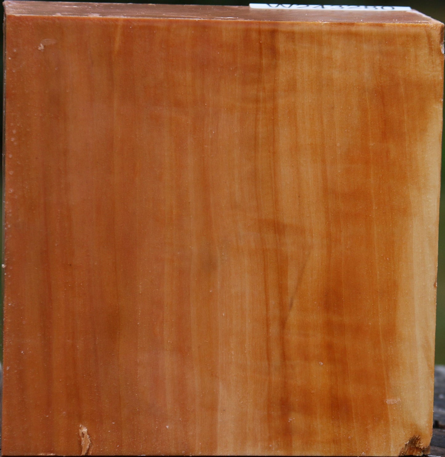 Extra Fancy Swiss Pear Bowl Blank