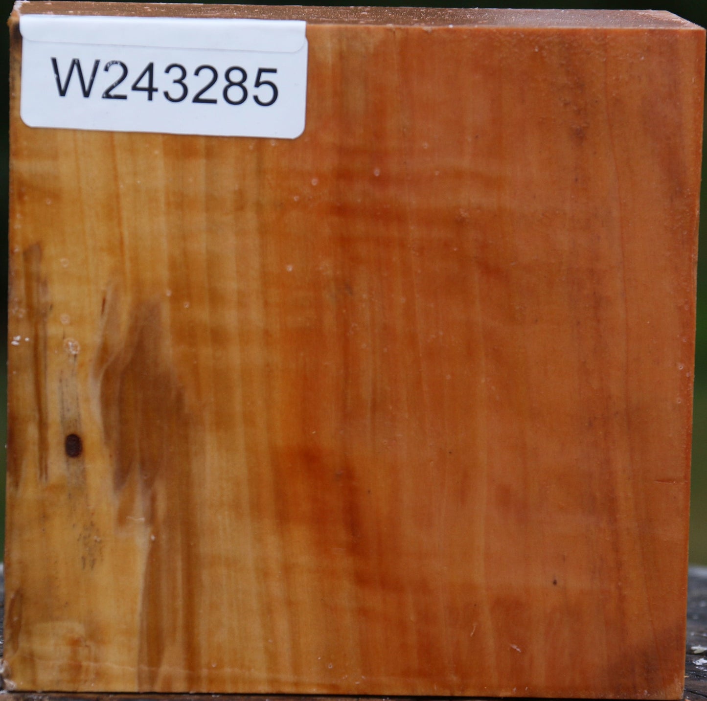 Extra Fancy Swiss Pear Bowl Blank