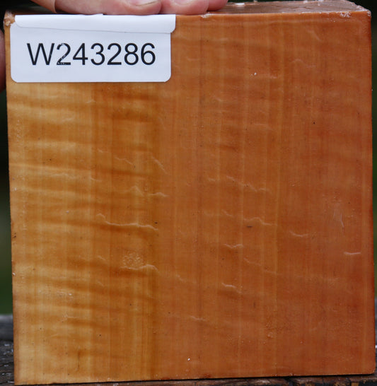 Extra Fancy Swiss Pear Bowl Blank