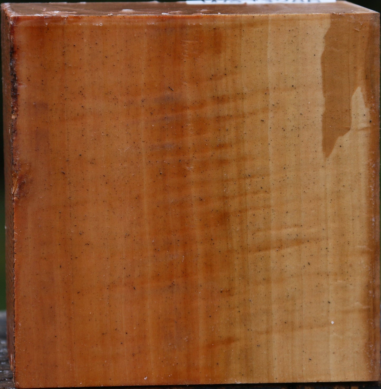 Extra Fancy Swiss Pear Bowl Blank