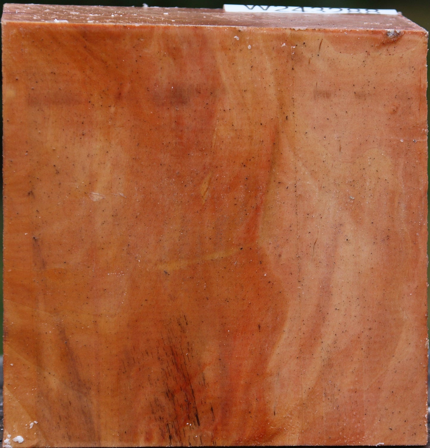 Extra Fancy Swiss Pear Bowl Blank