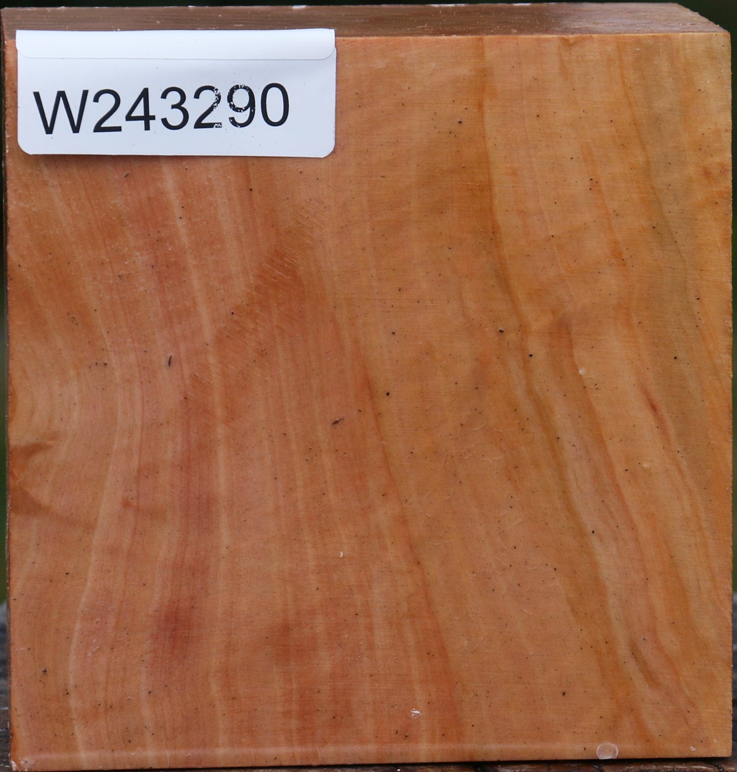 Extra Fancy Swiss Pear Bowl Blank