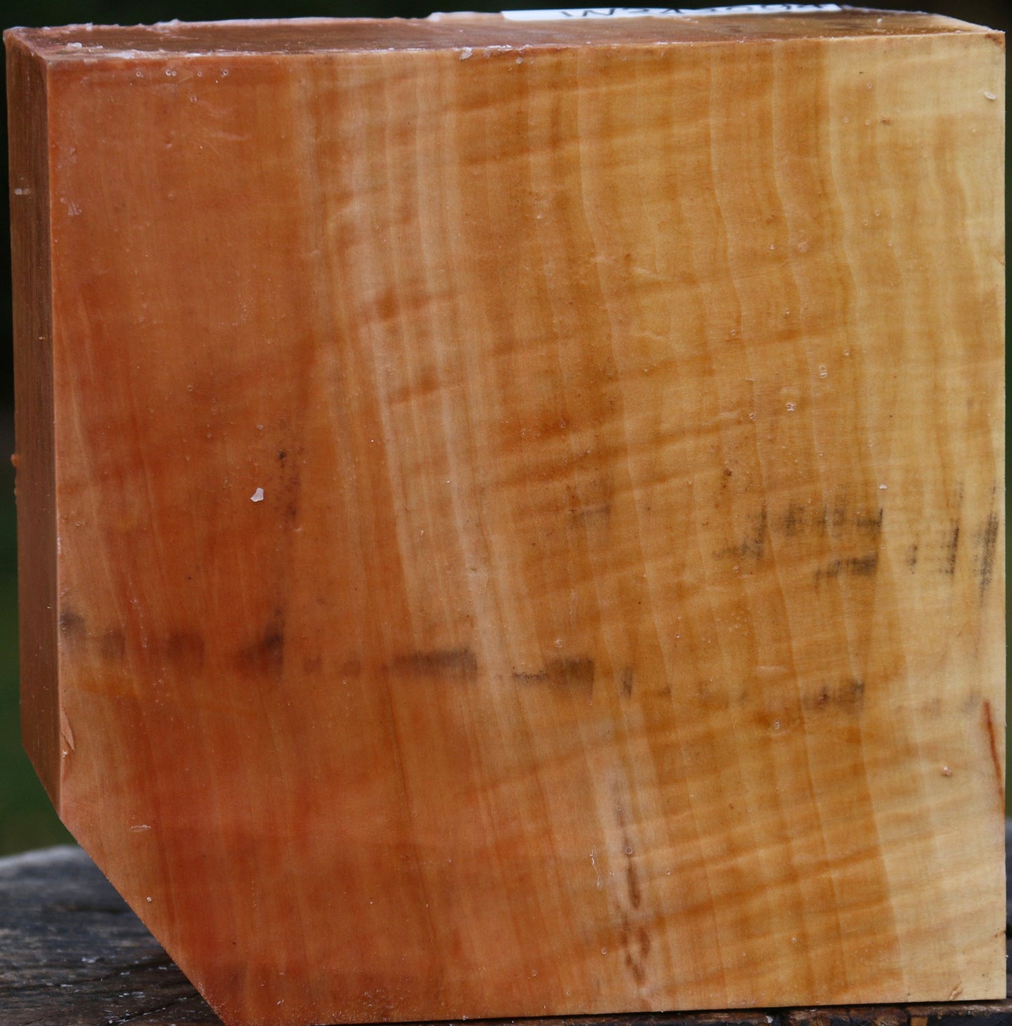 Extra Fancy Swiss Pear Bowl Blank