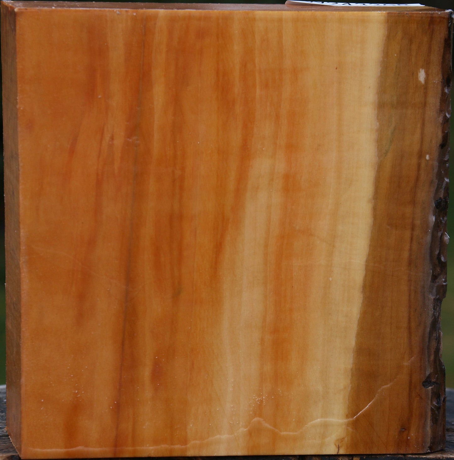 Extra Fancy Swiss Pear Bowl Blank