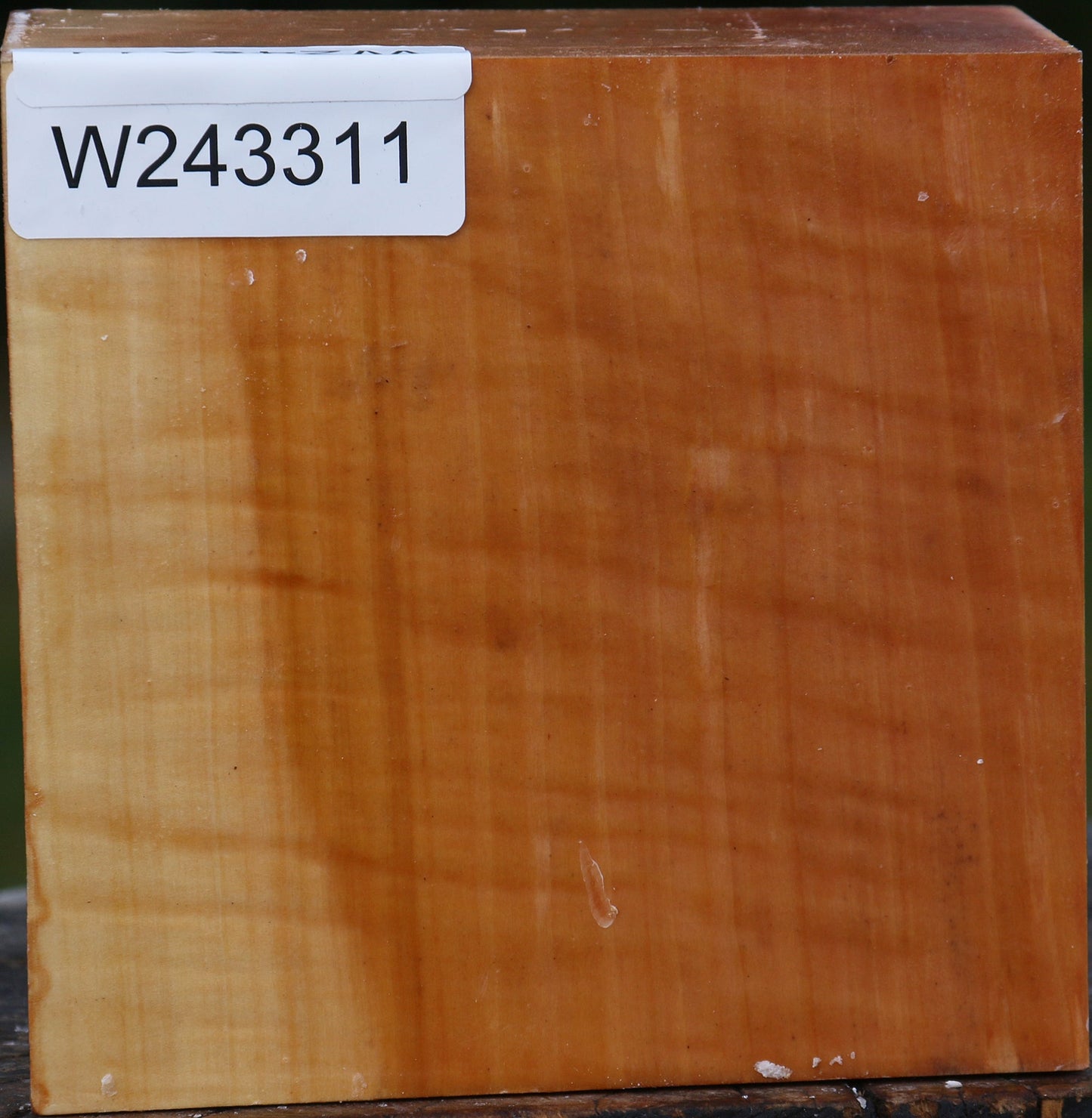 Extra Fancy Swiss Pear Bowl Blank