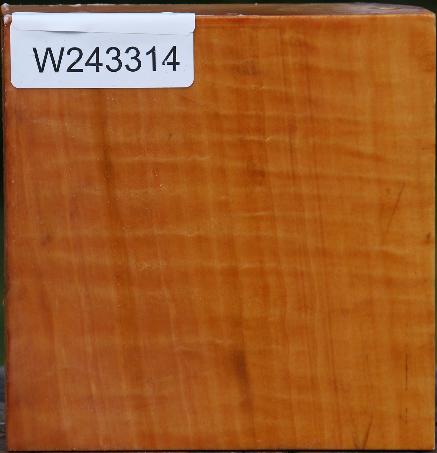 Extra Fancy Swiss Pear Bowl Blank