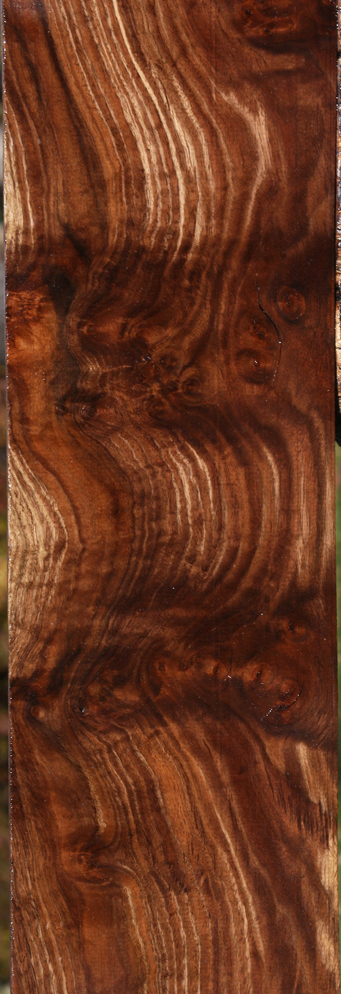 Claro Walnut Burl Lumber