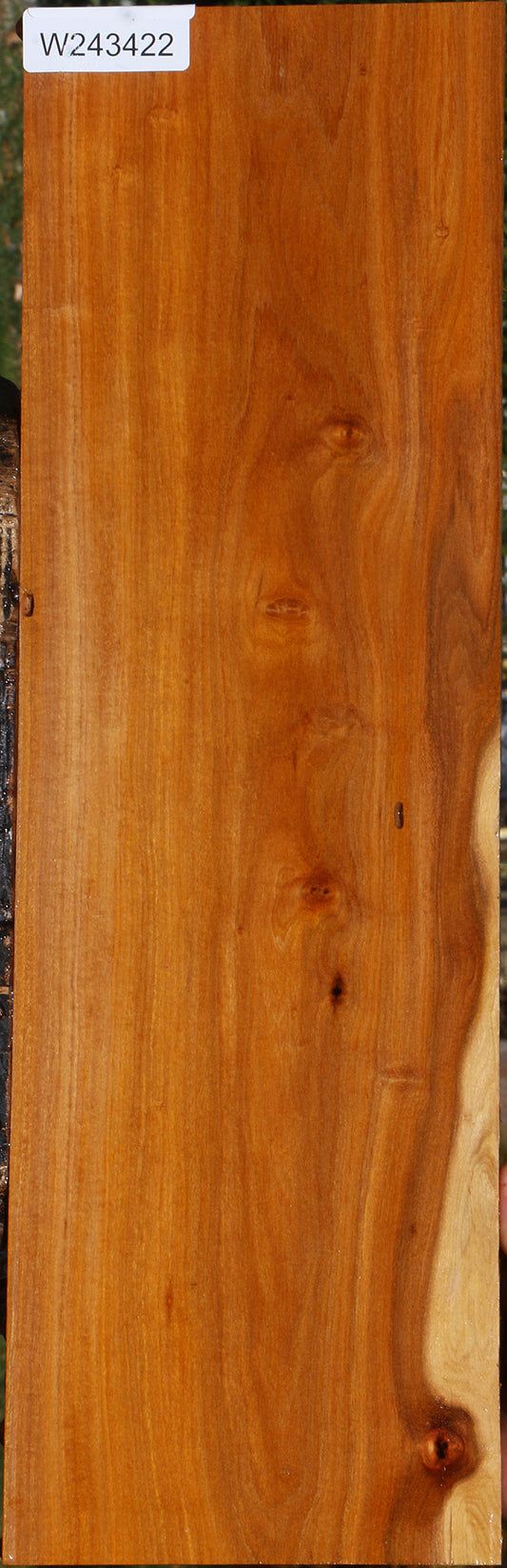 Pernambuco Micro Lumber