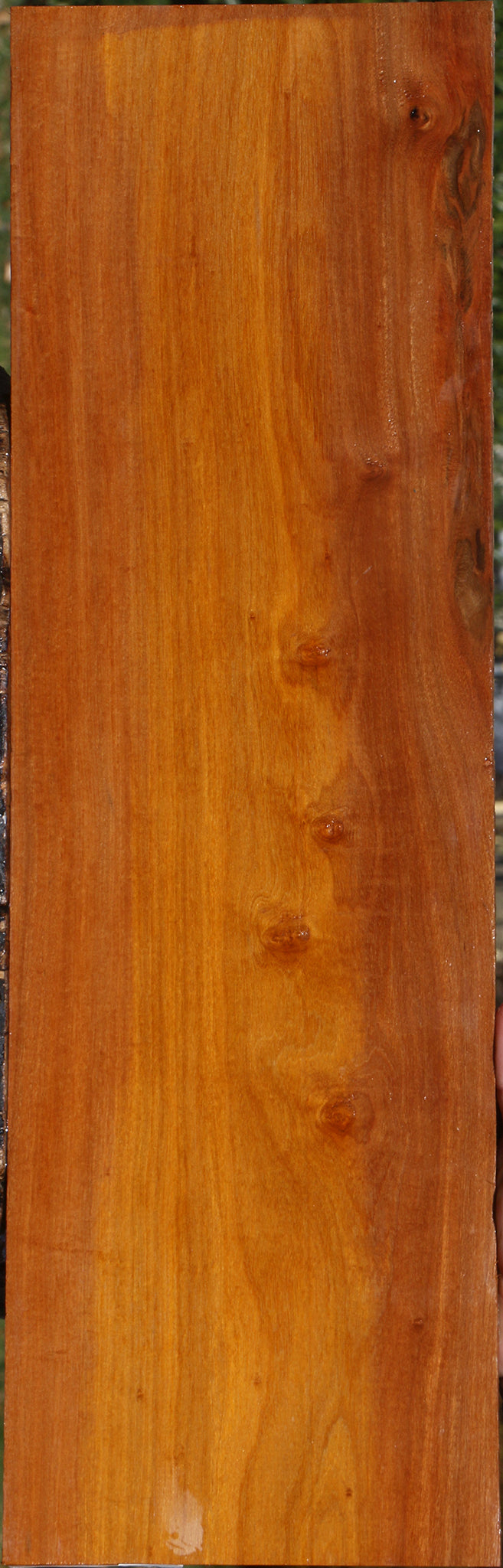 Pernambuco Micro Lumber