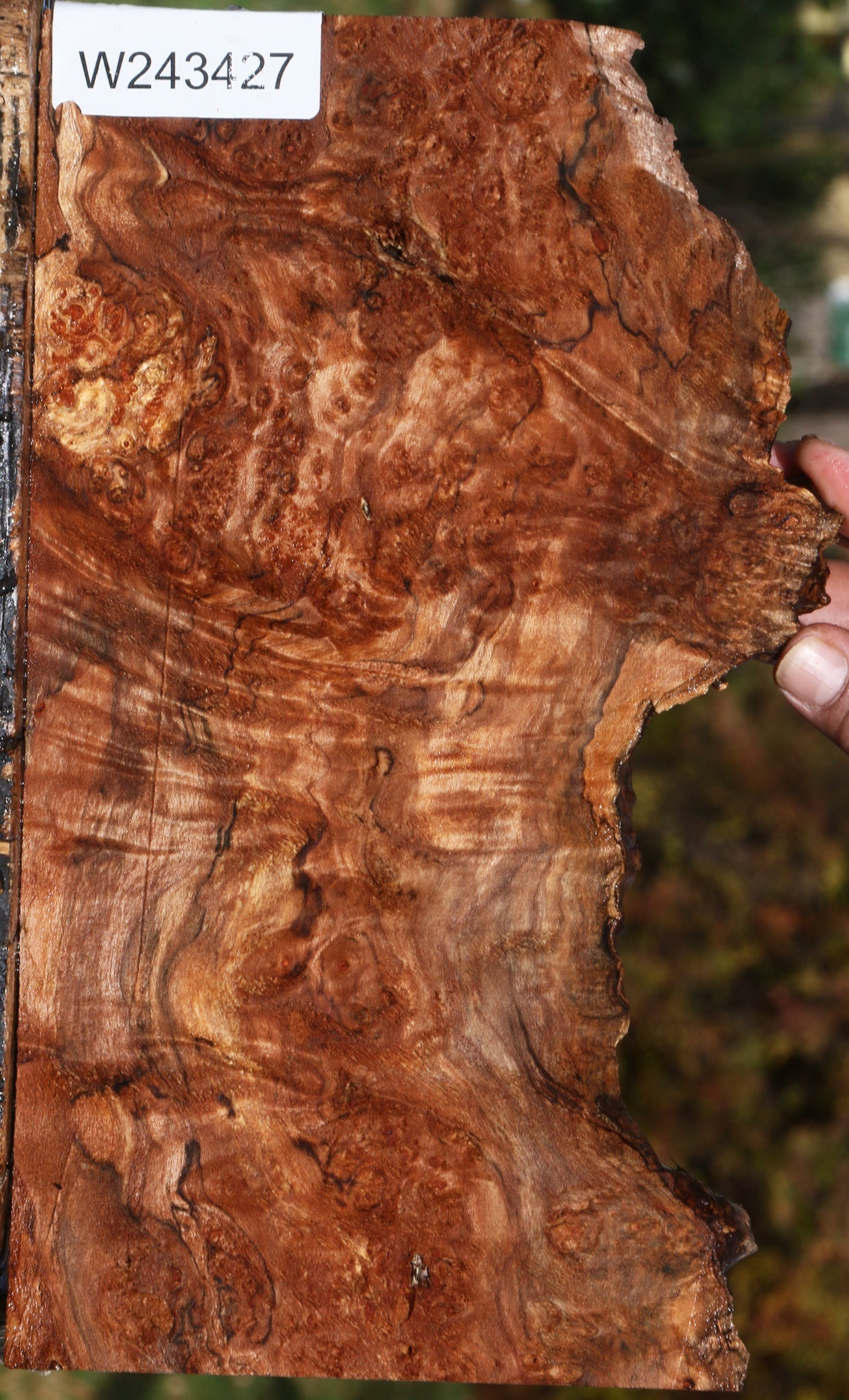 Maple Burl Live Edge Lumber